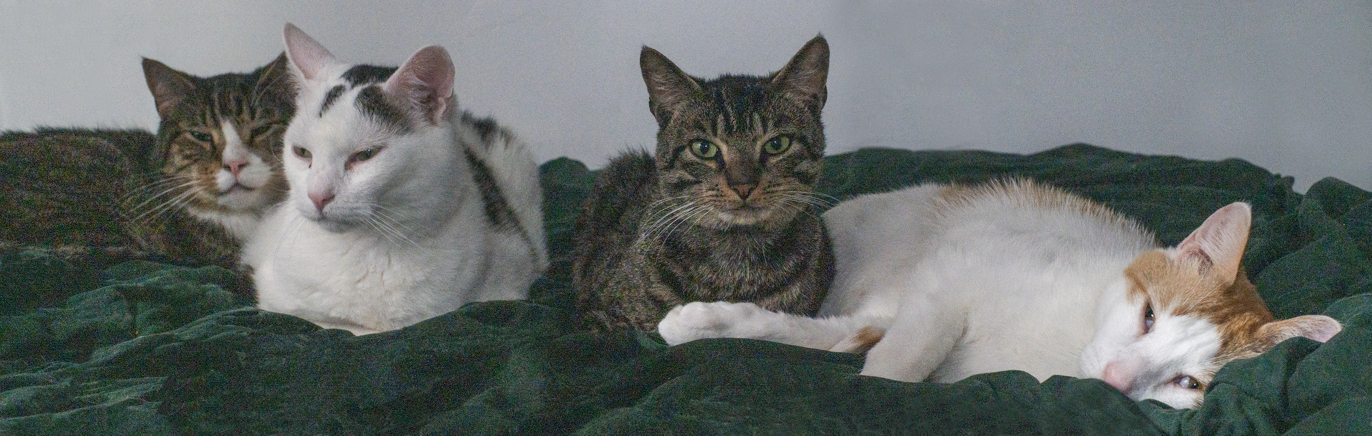 Senior Pet Home New York cat photo